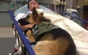 I medici portarono il cane a salutare il suo padrone, ma l’intelligente animale cominciò ad abbaiare forte e saltò improvvisamente sul letto dell’ufficiale... quello che accadde dopo scioccò tutti.