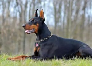 Il nostro cane fissava il muro della camera da letto e abbaiava continuamente, impedendoci di dormire: abbiamo dovuto chiamare un muratore e abbattere il muro.