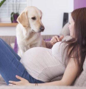 Il cane si infuriò seriamente vedendo una donna incinta. Tuttavia, la ragione scoperta sconvolse persino la polizia...