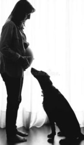 Il cane si infuriò seriamente vedendo una donna incinta. Tuttavia, la ragione scoperta sconvolse persino la polizia...