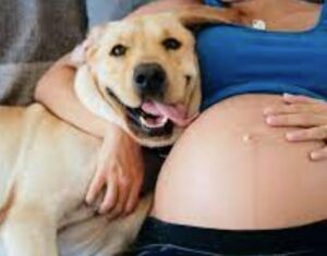 Il cane si infuriò seriamente vedendo una donna incinta. Tuttavia, la ragione scoperta sconvolse persino la polizia...