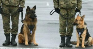 Tutti Pensavano che Questo Cane Piangesse il Suo Padrone… Ma Quando il Veterinario lo Visitò, Scoprì Qualcosa di Sconvolgente