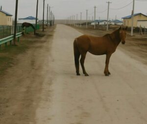 Il cavallo bloccava la strada davanti alla mia macchina, ma poi ho capito perché non mi lasciava passare…