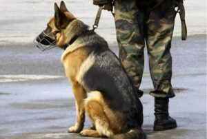 Tutti Pensavano che Questo Cane Piangesse il Suo Padrone… Ma Quando il Veterinario lo Visitò, Scoprì Qualcosa di Sconvolgente