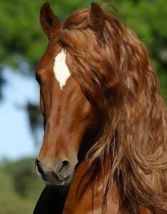 Durante il funerale, un cavallo è apparso dal bosco e ha corso dritto verso la bara: i presenti sono rimasti scioccati nel scoprire il motivo di questo gesto.