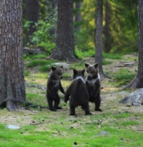 L’orsa stava accanto al bidone della spazzatura e batteva con le sue pesanti zampe sul coperchio: l’ho aperto e sono rimasta paralizzata dall’orrore…