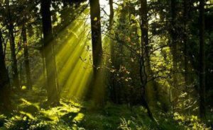 Nel 1982, sei adolescenti andarono in montagna per un fine settimana e non fecero mai ritorno. Campo 6: Il segreto che la foresta non voleva rivelare.