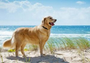 Il cane che non smise mai di cercarla