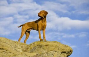 Il cane che non smise mai di cercarla