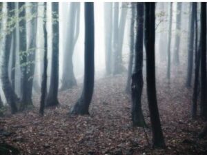 Nel 1982, sei adolescenti andarono in montagna per un fine settimana e non fecero mai ritorno. Campo 6: Il segreto che la foresta non voleva rivelare.