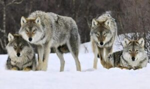 Una volta la nonna salvò quattro cuccioli di lupo e, anni dopo, i lupi adulti fecero qualcosa che lasciò l'intero villaggio in preda al terrore.