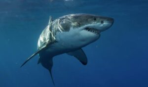 "Dai da mangiare agli squali, mamma!" - il figlio e la nuora spingono l'anziana madre in mare per rubarle i 10 milioni di dollari di risparmi. Ma quando tornano alla villa, l'anziana madre li aspetta... con una sorpresa.
