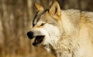 Una volta la nonna salvò quattro cuccioli di lupo e, anni dopo, i lupi adulti fecero qualcosa che lasciò l'intero villaggio in preda al terrore.