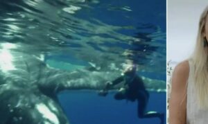 "Dai da mangiare agli squali, mamma!" - il figlio e la nuora spingono l'anziana madre in mare per rubarle i 10 milioni di dollari di risparmi. Ma quando tornano alla villa, l'anziana madre li aspetta... con una sorpresa.