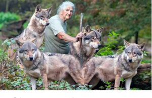 Una volta la nonna salvò quattro cuccioli di lupo e, anni dopo, i lupi adulti fecero qualcosa che lasciò l'intero villaggio in preda al terrore.