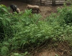 Affittò un appezzamento di terreno in montagna per allevare 30 maiali e lo abbandonò per cinque anni. Un giorno, vi fece ritorno e rimase paralizzato da ciò che vide…