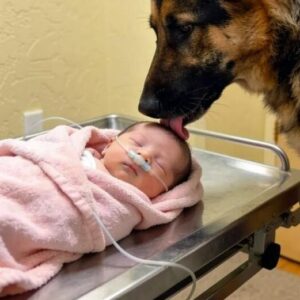 «Mi dissero di dire addio al mio bambino… ma tutto cambiò il giorno in cui il nostro pastore tedesco iniziò a ringhiare contro le pareti dell’ospedale, rivelando una verità scioccante».