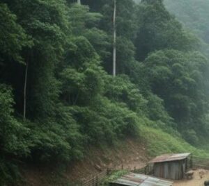 Affittò un appezzamento di terreno in montagna per allevare 30 maiali e lo abbandonò per cinque anni. Un giorno, vi fece ritorno e rimase paralizzato da ciò che vide…